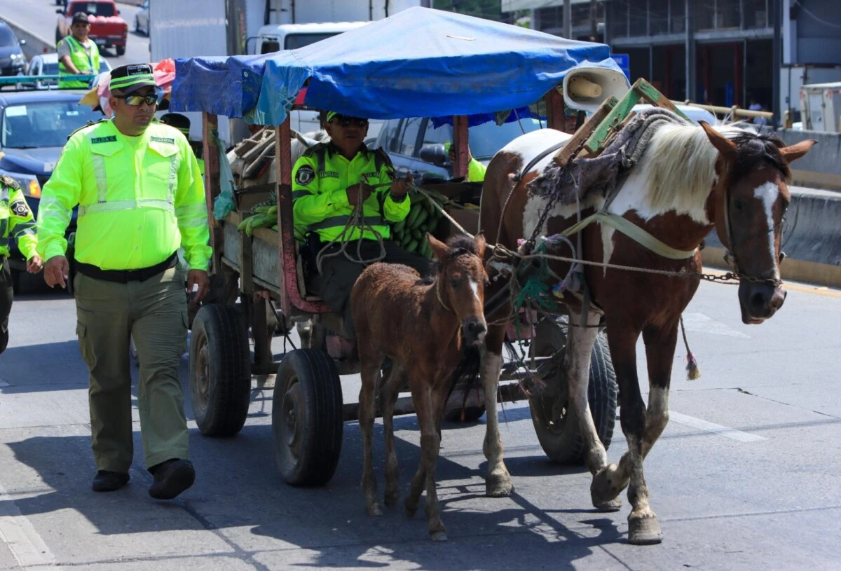Norteñasdecomisocaballos
