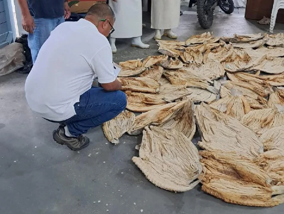 Decomisan pescado en mal estado durante la Operación Kanan II