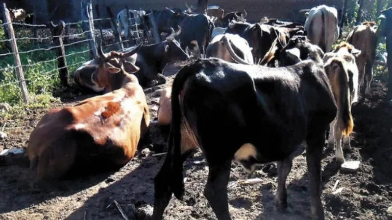 Olanchito reporta 45 casos de gusano barrenador