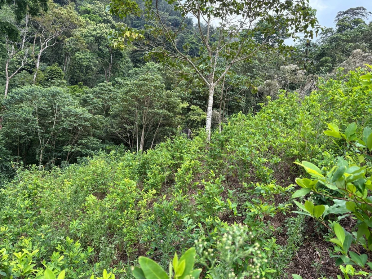 Fuerzas Armadas aseguran 9,000 plantas de hoja de coca